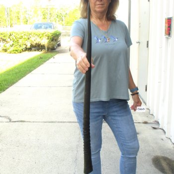 Buy this Gemsbok horn for making shofars, 33-1/2 inches for $26