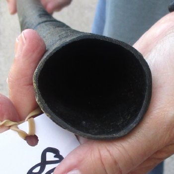 Buy this Gemsbok horn for making shofars, 33-1/2 inches for $26