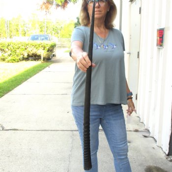 Buy this Gemsbok horn for making shofars, 33 inches for $26