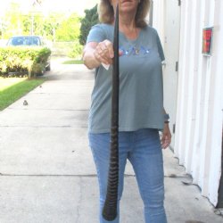 Buy this Gemsbok horn for making shofars, 34-1/2 inches for $26