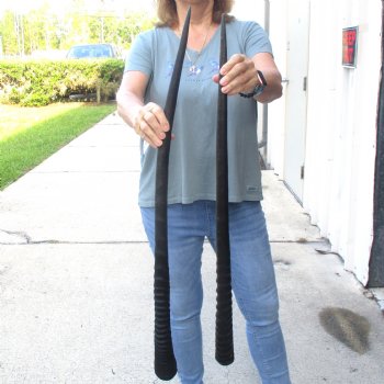 2 Piece Lot of 35-3/4 & 34-1/4 Inch Authentic African Gemsbok, Oryx horns available for purchase $50/lot