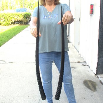 2 Piece Lot of 35-3/4 & 34-1/4 Inch Authentic African Gemsbok, Oryx horns available for purchase $50/lot