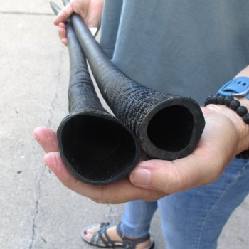 2 Piece Lot of 35-3/4 & 34-1/4 Inch Authentic African Gemsbok, Oryx horns available for purchase $50/lot