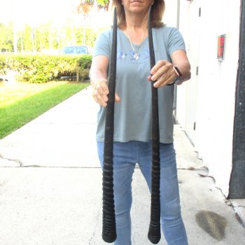 2 Piece Lot of 34 & 33-3/4 Inch Authentic African Gemsbok, Oryx horns available for purchase $50/lot