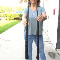 2 Piece Lot of 34 & 33-3/4 Inch Authentic African Gemsbok, Oryx horns available for purchase $50/lot