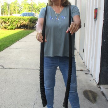 2 Piece Lot of 34 & 33-3/4 Inch Authentic African Gemsbok, Oryx horns available for purchase $50/lot