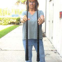 2 Piece Lot of 33-1/2 Inch Authentic African Gemsbok, Oryx horns available for purchase $50/lot