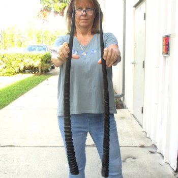 2 Piece Lot of 33-1/2 Inch Authentic African Gemsbok, Oryx horns available for purchase $50/lot