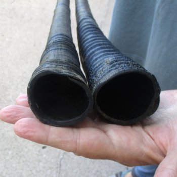 2 Piece Lot of 33-1/2 Inch Authentic African Gemsbok, Oryx horns available for purchase $50/lot