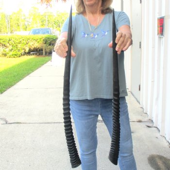 2 Piece Lot of 30-1/4 & 28-1/4 Inch Authentic African Gemsbok, Oryx horns available for purchase $43/lot