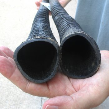 2 Piece Lot of 30-1/4 & 28-1/4 Inch Authentic African Gemsbok, Oryx horns available for purchase $43/lot