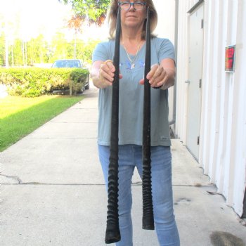 2 Piece Lot of 34-3/4 & 33 Inch Authentic African Gemsbok, Oryx horns available for purchase $50/lot