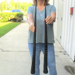 2 Piece Lot of 29-3/4 & 32-1/4 Inch Authentic African Gemsbok, Oryx horns available for purchase $43/lot