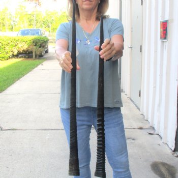 2 Piece Lot of 29-3/4 & 32-1/4 Inch Authentic African Gemsbok, Oryx horns available for purchase $43/lot