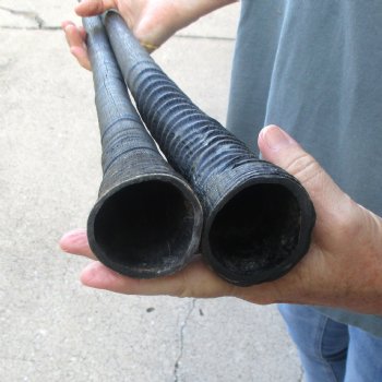 2 Piece Lot of 29-3/4 & 32-1/4 Inch Authentic African Gemsbok, Oryx horns available for purchase $43/lot