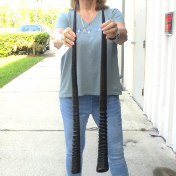 2 Piece Lot of 31-1/2 Inch Authentic African Gemsbok, Oryx horns available for purchase $43/lot