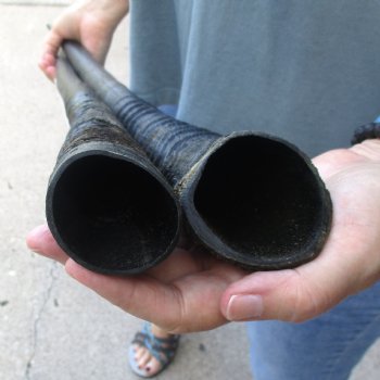 2 Piece Lot of 31-1/2 Inch Authentic African Gemsbok, Oryx horns available for purchase $43/lot