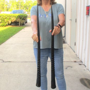 2 Piece Lot of 34-3/4 & 33 Inch Authentic African Gemsbok, Oryx horns available for purchase $50/lot