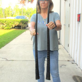 2 Piece Lot of 34-3/4 & 33 Inch Authentic African Gemsbok, Oryx horns available for purchase $50/lot