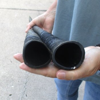 2 Piece Lot of 34-3/4 & 33 Inch Authentic African Gemsbok, Oryx horns available for purchase $50/lot