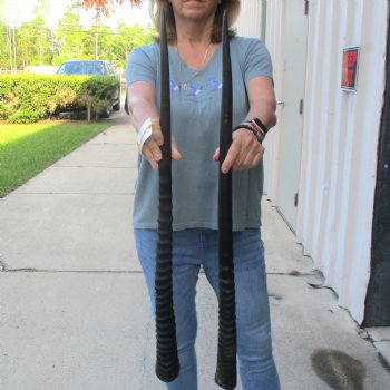 2 Piece Lot of 31-1/4 & 32-1/4 Inch Authentic African Gemsbok, Oryx horns available for purchase $43/lot