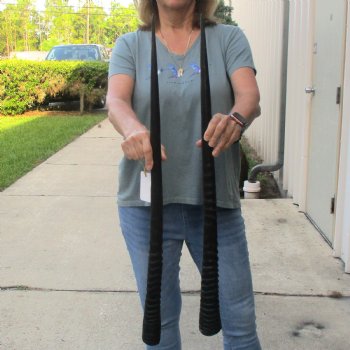 2 Piece Lot of 32-1/4 & 31 Inch Authentic African Gemsbok, Oryx horns available for purchase $43/lot