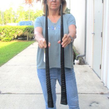 2 Piece Lot of 32-1/4 & 31 Inch Authentic African Gemsbok, Oryx horns available for purchase $43/lot