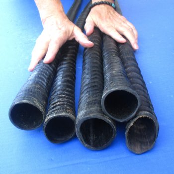 Five piece 34," 33," 36," 33," & 33-1/2" Gemsbok Horns
