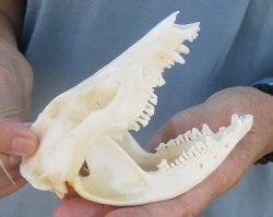 For Sale 5" Opossum Skull - $45