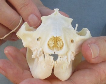 For Sale 5" Opossum Skull - $45