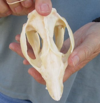 For Sale 5" Opossum Skull - $45