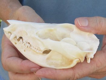 For Sale 5" Opossum Skull - $45