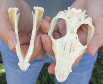 For Sale 5" Opossum Skull - $45