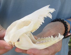 For Sale 4-1/2" Opossum Skull - $45
