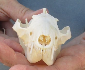 For Sale 4-1/2" Opossum Skull - $45