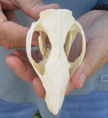 For Sale 4-1/2" Opossum Skull - $45