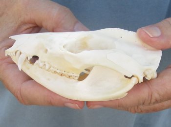 For Sale 4-1/2" Opossum Skull - $45