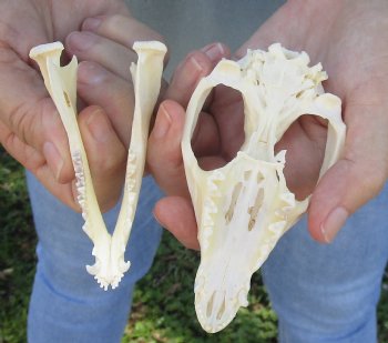 For Sale 4-1/2" Opossum Skull - $45