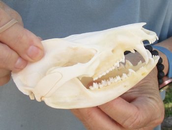 For Sale 4-1/2" Opossum Skull - $45