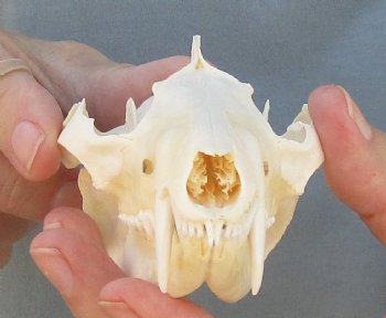 For Sale 4-1/2" Opossum Skull - $45