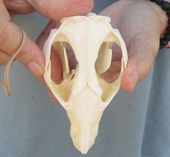 For Sale 4-1/2" Opossum Skull - $45