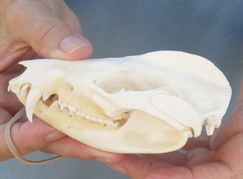 For Sale 4-1/2" Opossum Skull - $45