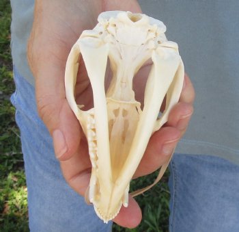 For Sale 4-1/2" Opossum Skull - $45