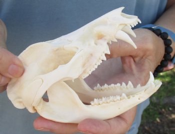 For Sale 5" Opossum Skull - $45