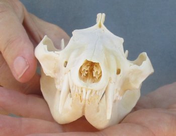 For Sale 5" Opossum Skull - $45