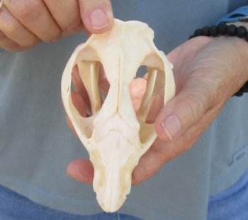 For Sale 5" Opossum Skull - $45