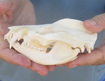 For Sale 5" Opossum Skull - $45