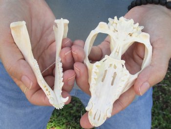 For Sale 5" Opossum Skull - $45