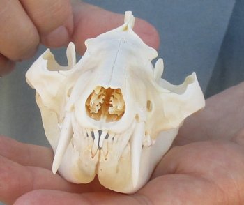 For Sale 5" Opossum Skull - $45