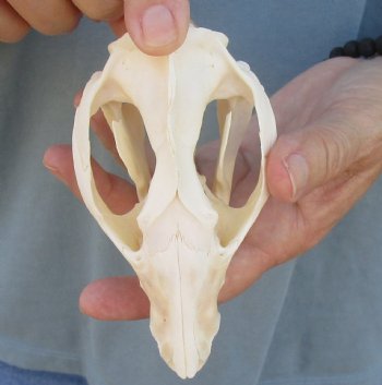For Sale 5" Opossum Skull - $45